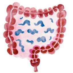 Leaky Gut Syndrome: Symptoms and Treatments