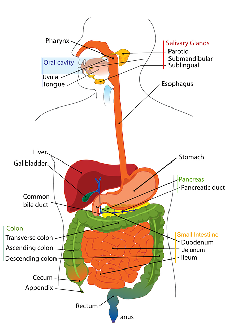 Digestive system diagram